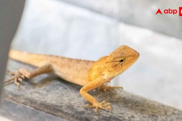 12bd7fa15fd2c7f7d42bafbaa5cddefd17774417667551120 original